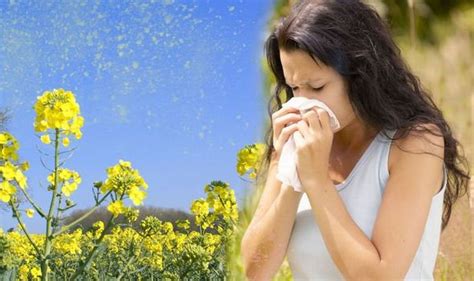 If you have a weed allergy, symptoms will start to appear when weed allergy season begins. . Is pollen high today